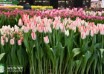 Tulipa Beautytrend ® (2)